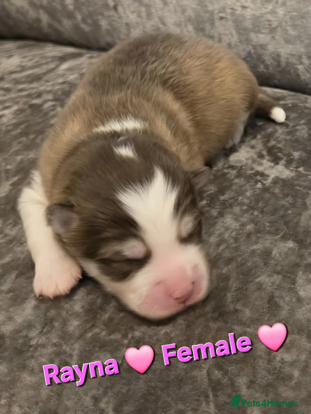 Pomsky dogs for sale: Pomsky puppies  - Advert 2