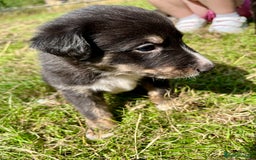 Mixed Breed dogs for sale: Lurcher cross collie pups - Image 6