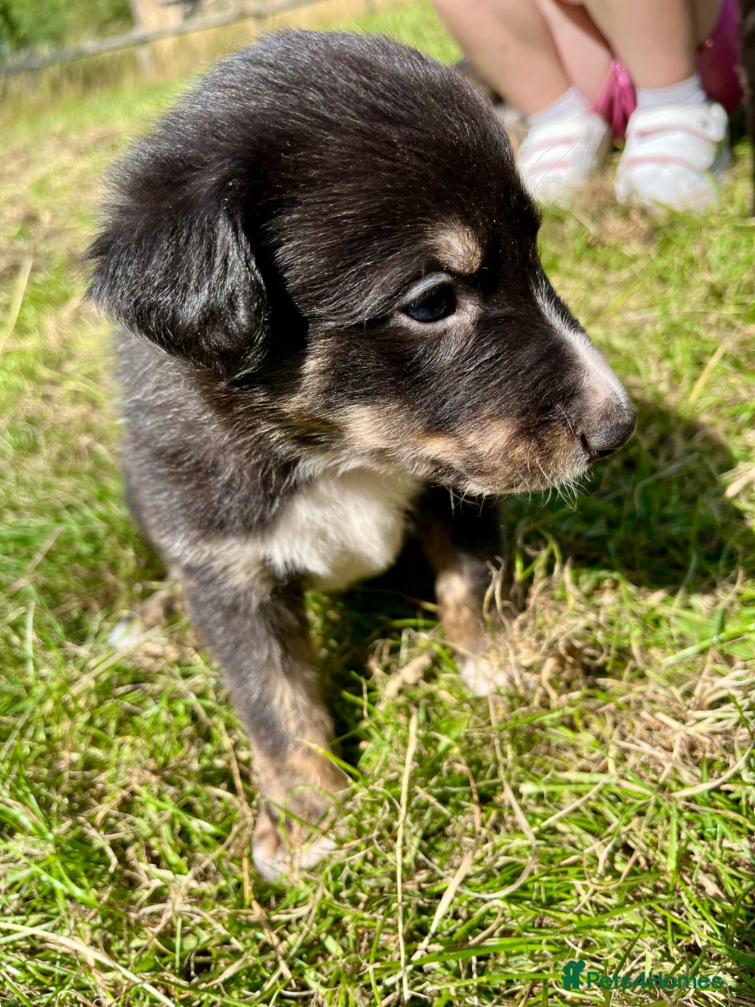Mixed Breed dogs for sale: Lurcher cross collie pups - Image 6