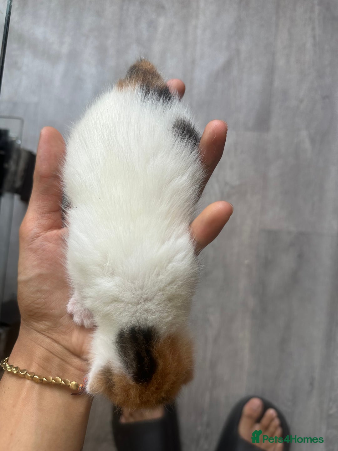 Norwegian Forest Cat cats for sale: Kittens for sale  - Image 6