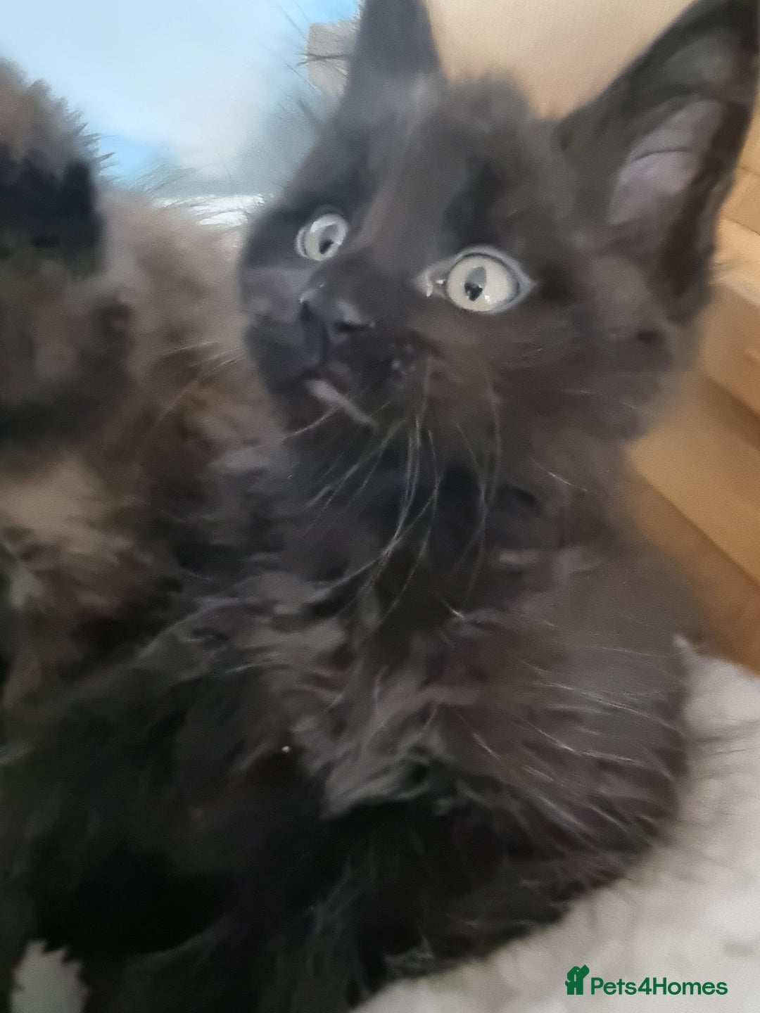 Maine Coon cats for sale: Pedigree GCCF Registered Maincoon Kittens - Image 10