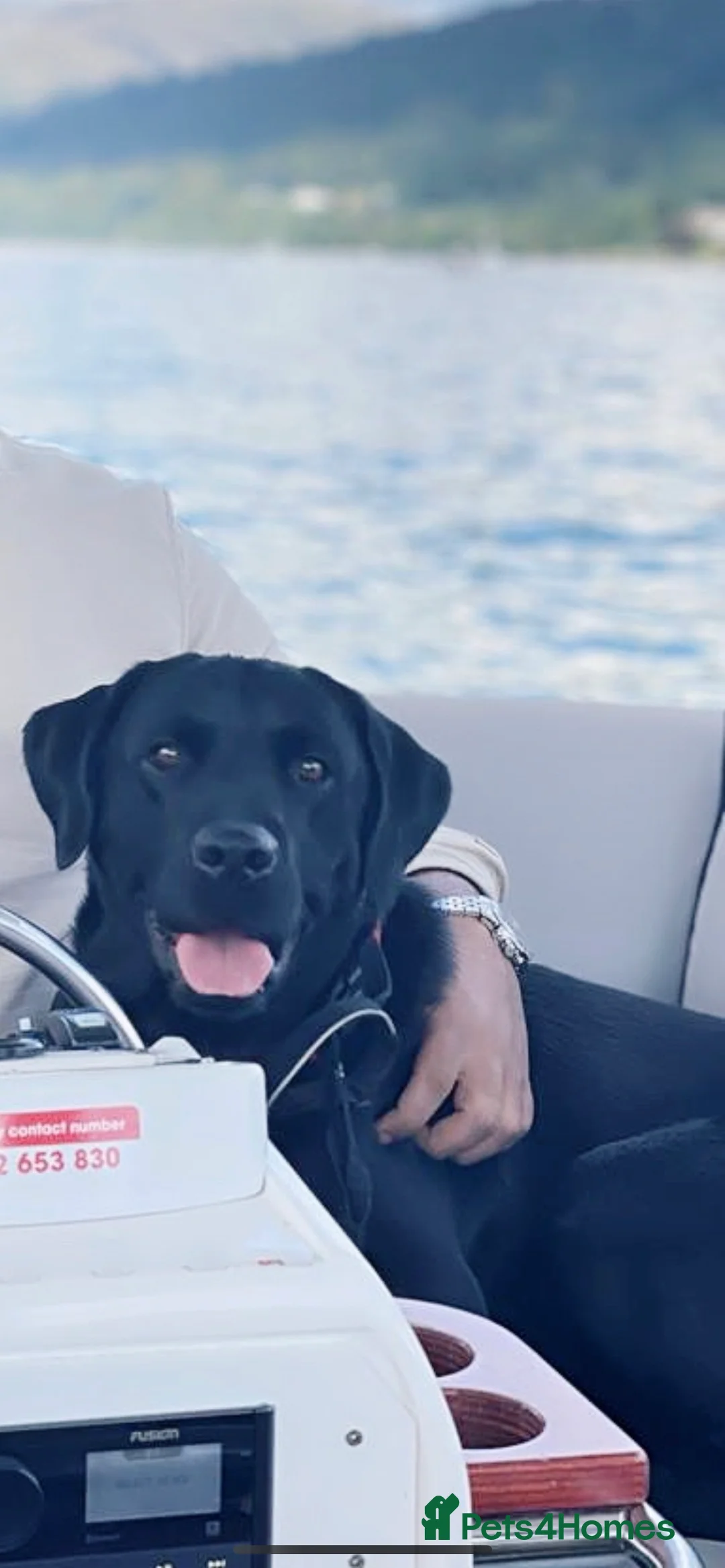 Labrador Retriever dogs for stud: Handsome KC registered Labrador Retriever for stud in Bolton - Advert 2