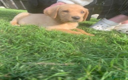 Labrador Retriever dogs for sale: Beautiful Labrador pups  - Image 5