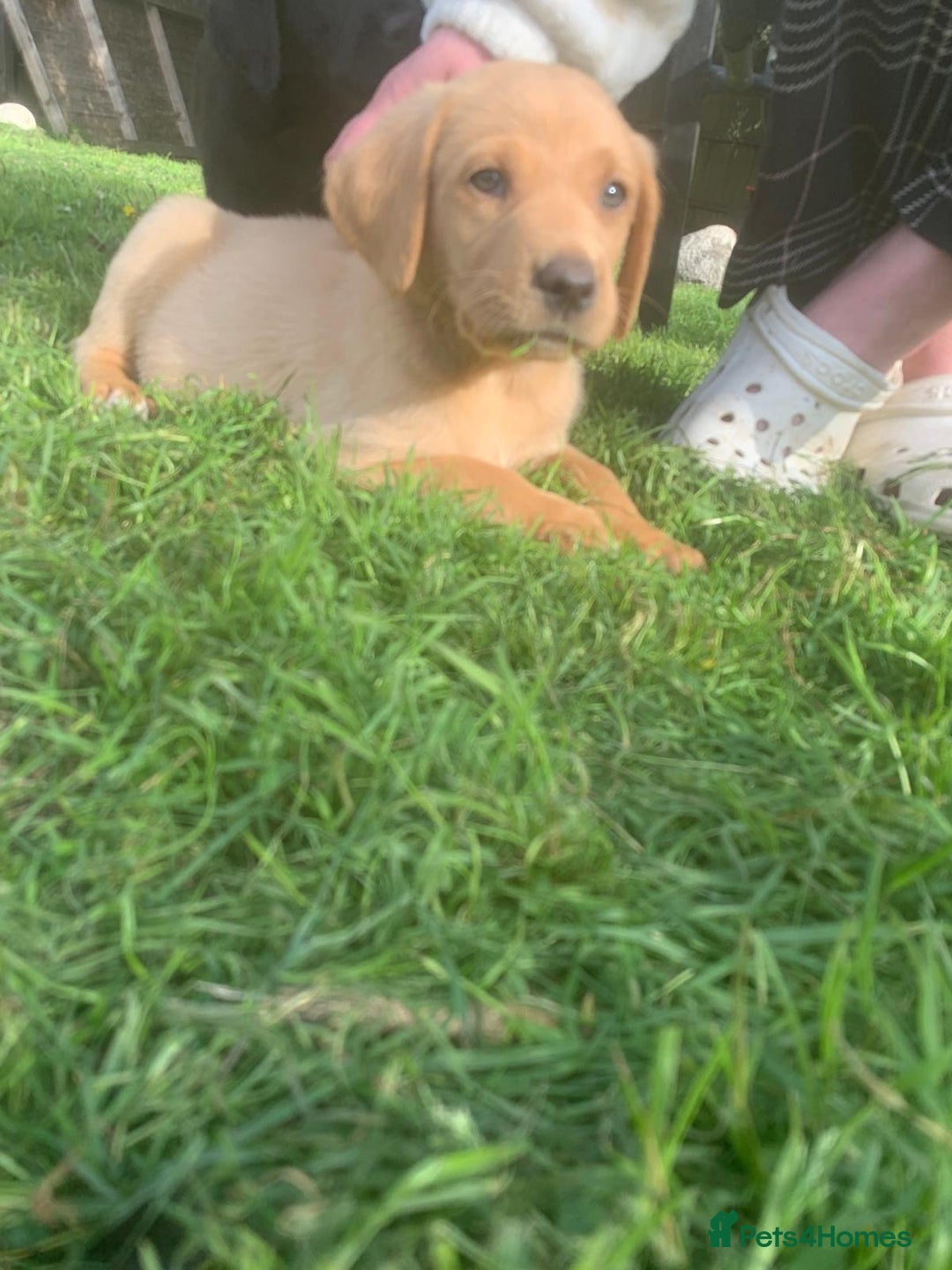 Labrador Retriever dogs for sale: Beautiful Labrador pups  - Image 5