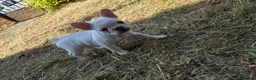French Bulldog dogs for sale: French Bulldog Puppies, 1 Boy💙 and 2 Girls🩷🩷 - Advert 27