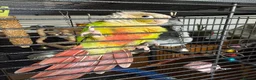 Conures birds for sale: Pineapple Conure  in Manchester - Advert 3