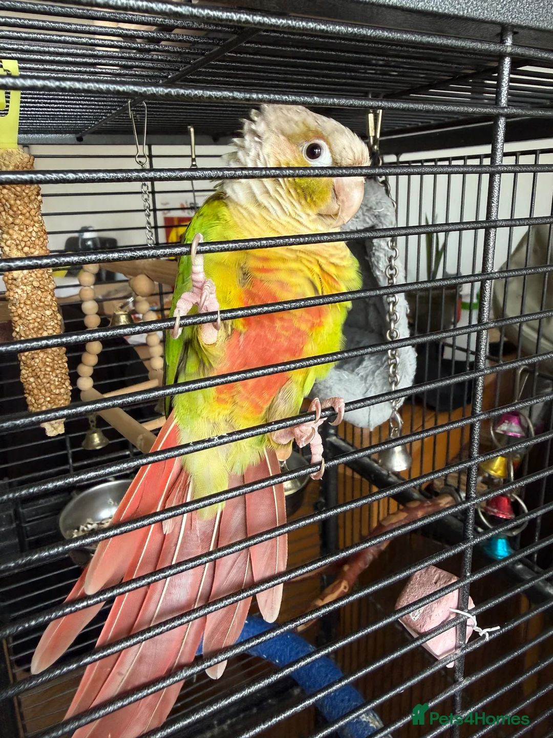 Conures birds for sale: Pineapple Conure  in Manchester - Advert 3