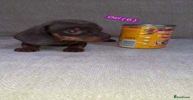 Miniature Dachshund dogs - Advert 12