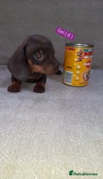 Miniature Dachshund dogs - Advert 3