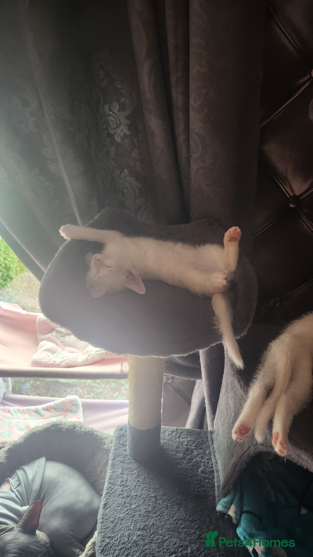 Turkish Angora cats for sale: Turkish angora cross Bengal  - Image 3
