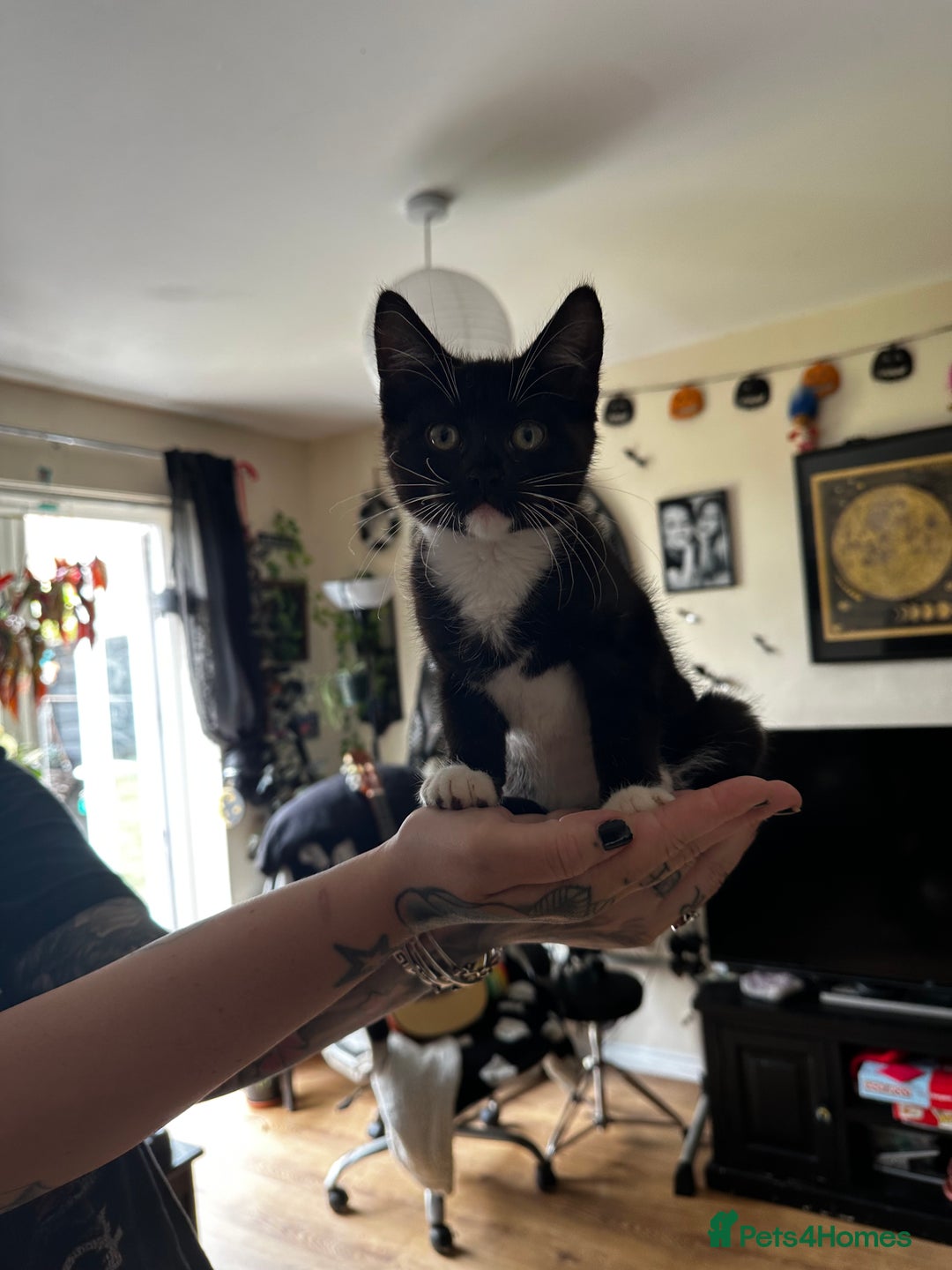 Sphynx cats for sale: Sphynx/domestic shorthair  in Cheltenham - Image 1