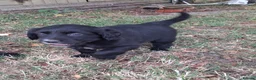 Sprollie dogs for sale: Beautiful litter of puppies  - Advert 4