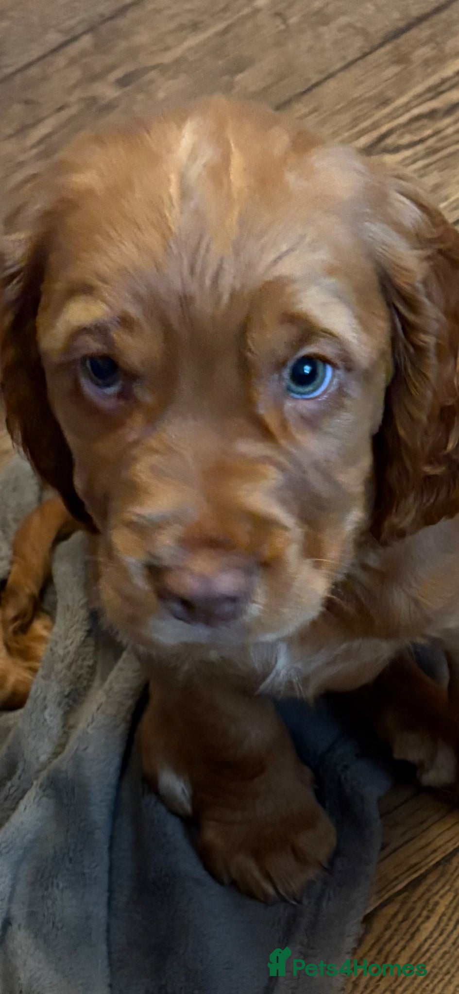 Cocker Spaniel dogs Two pure bred KC reg puppies looking for homes - Advert 2