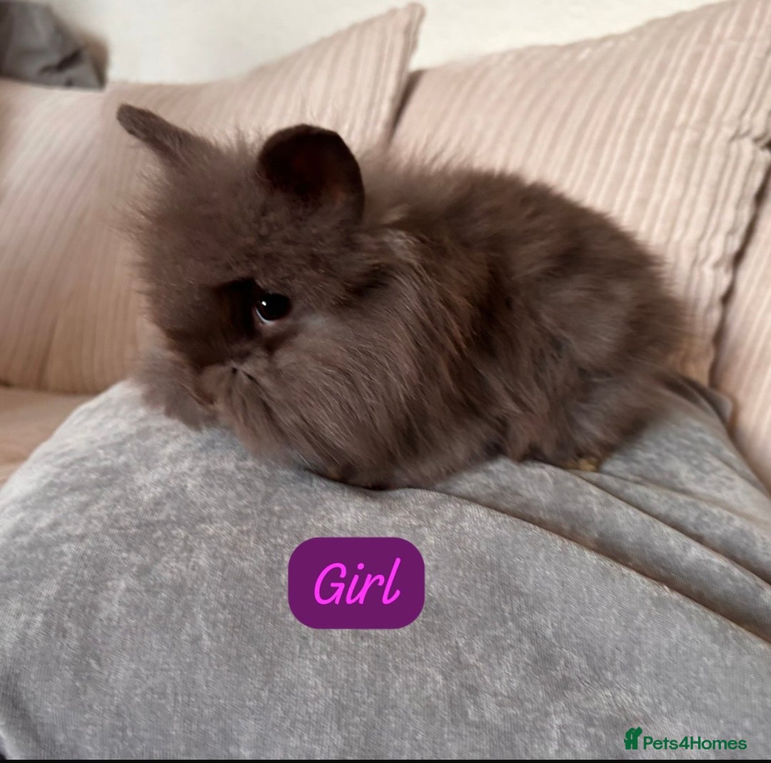 Angora rabbits for sale: Blue/chocolate Fluffy Angora babies  - Advert 7