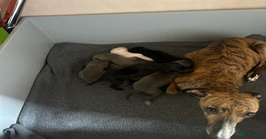 Whippet dogs - Advert 2
