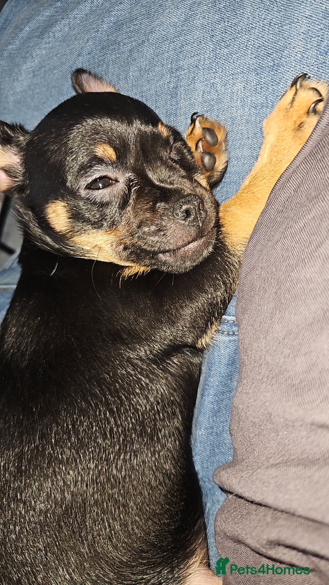 Mixed Breed dogs for sale: Chihuahua Cross For Sale  - Image 2