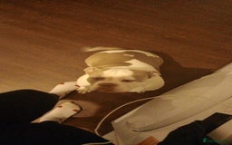 American Bully dogs for sale: ‼️‼️‼️POCKET BULLY‼️‼️‼️ - Image 3