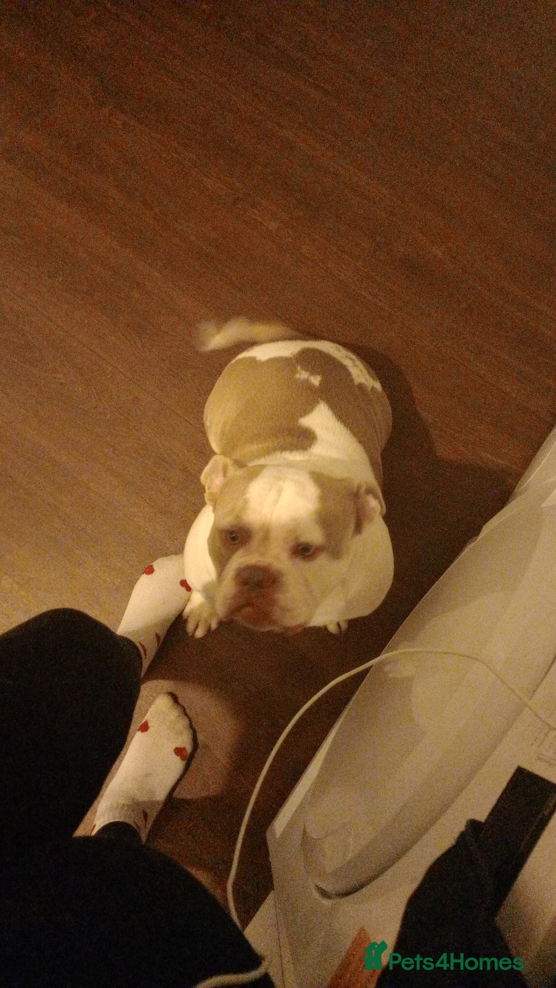 American Bully dogs for sale: ‼️‼️‼️POCKET BULLY‼️‼️‼️ - Image 3