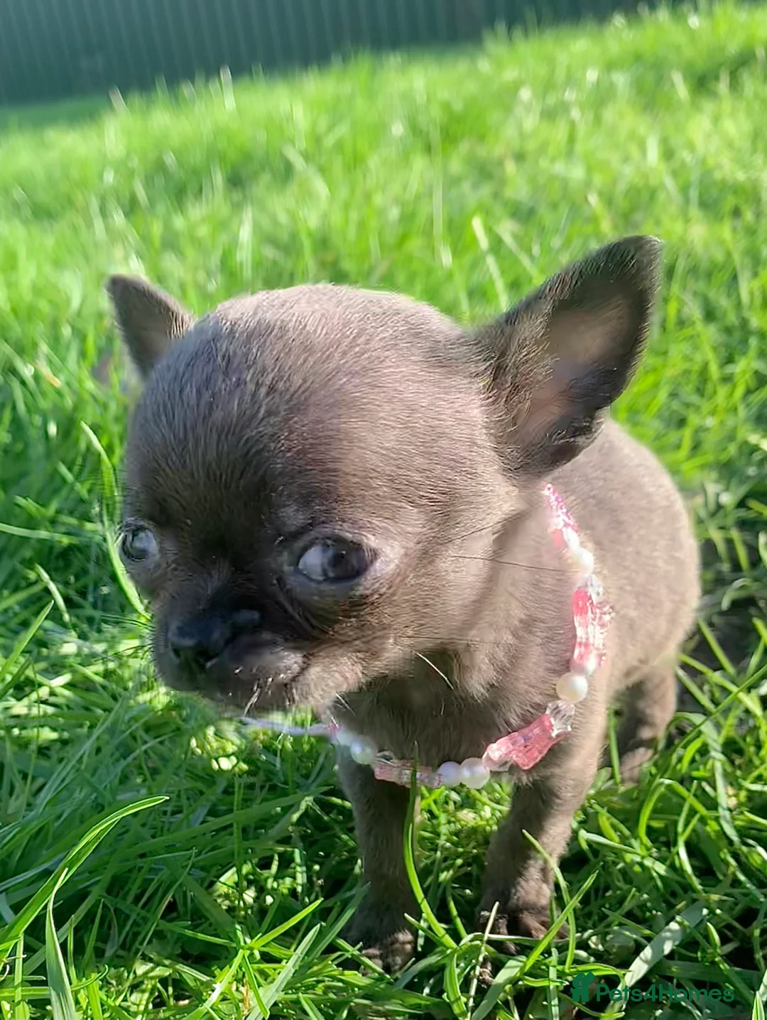 Chihuahua dogs for sale: Chihuahua pedigree 0% related parents in Leeds - Advert 3