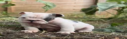 English Bulldog dogs for sale: Rare mini english bulldogs  - Advert 32