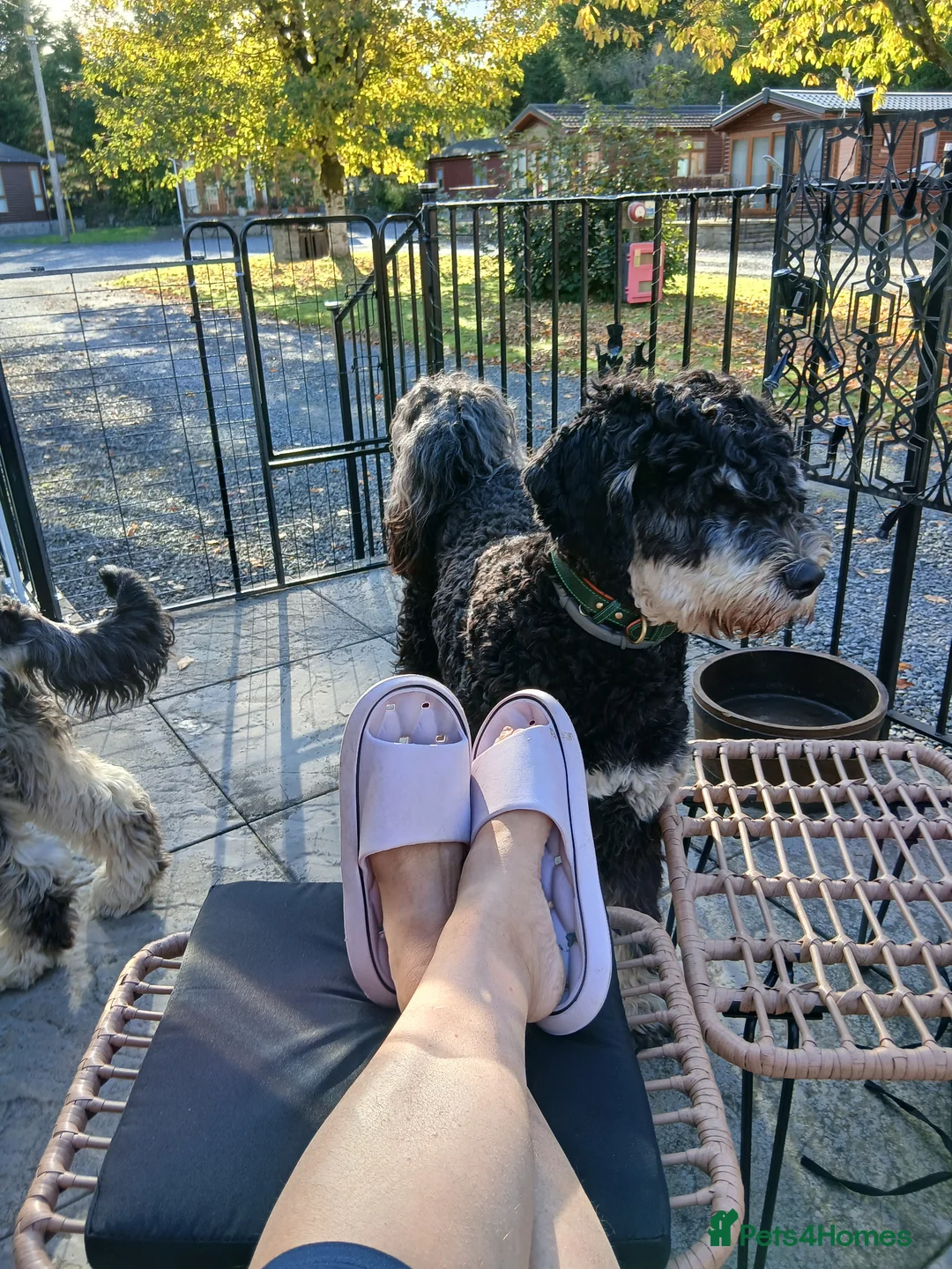 Bernedoodle dogs for stud: Otis for stud duties only  - Advert 8