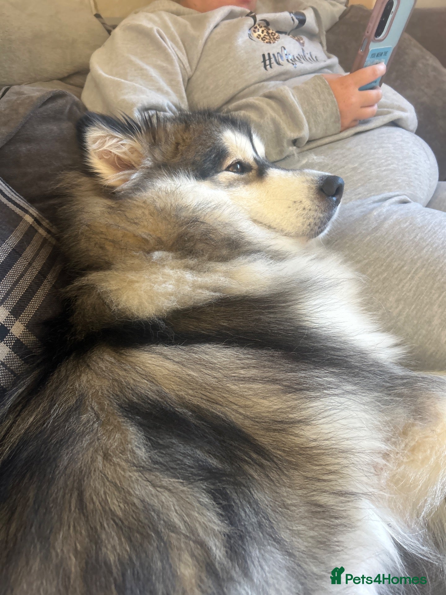 Alaskan Malamute dogs Stud available  - Advert 4