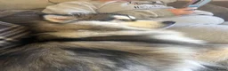 Alaskan Malamute dogs for stud: Stud available  - Advert 1