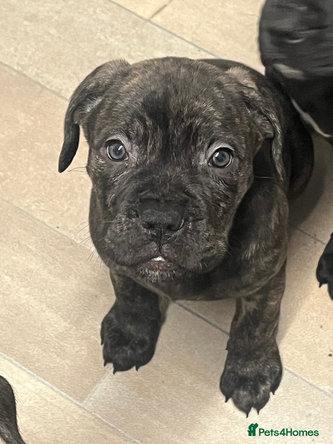 Cane Corso dogs for sale: Cane Corso Puppies ready x2 Male x1 female  - Advert 3