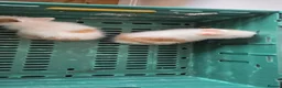 Lionhead rabbits for sale: 2 beautiful purebred lionhead rabbits - Advert 3