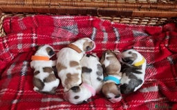 Lhasa Apso dogs for stud: Handsome Lhasa Apso stud (Proven) in Pontefract - Image 12