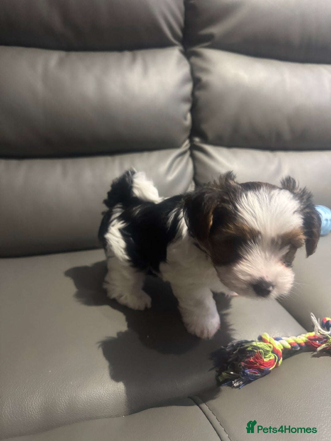 Biewer Terrier dogs for sale: Biewer Terrier - Advert 1