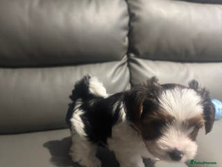 Biewer Terrier dogs Biewer Terrier - Advert 2