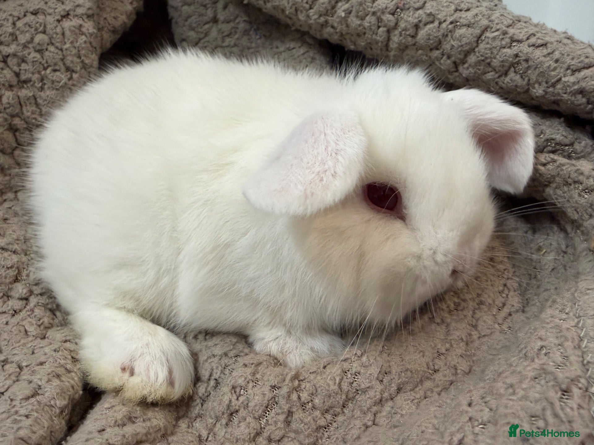 Mini Lop rabbits MINI LOPS READY NOW  - Advert 4