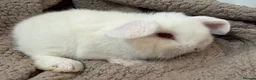 Mini Lop rabbits for sale: MINI LOPS READY NOW  - Advert 2