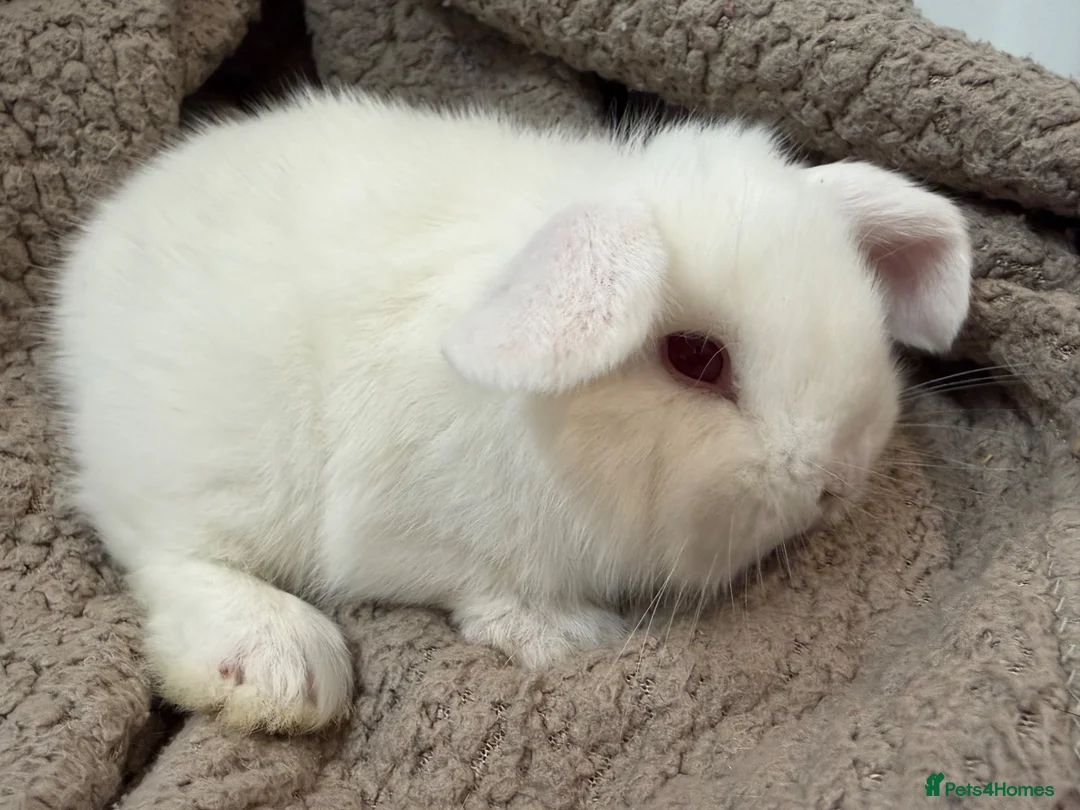 Mini Lop rabbits for sale: MINI LOPS READY NOW  - Advert 2