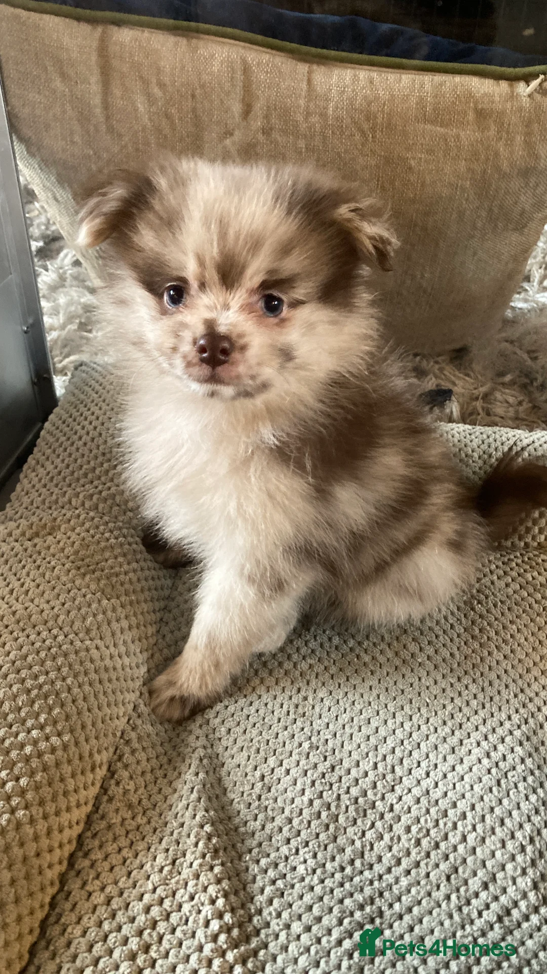 Pomeranian dogs for sale: Stunning litter of 6 Pomeranian Pups - Advert 18