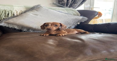 Dachshund dogs - Advert 4