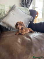 Dachshund dogs - Advert 9