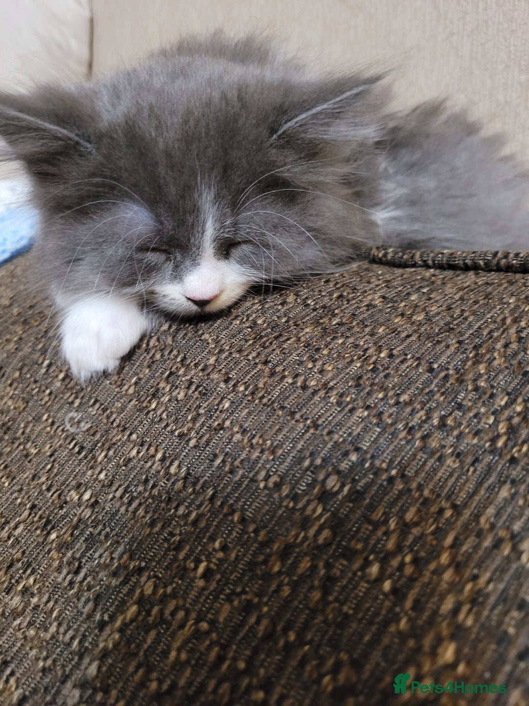 Maine Coon cats for sale: Maine coon X persian kittens  - Advert 4