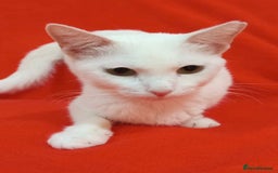 Arabian Mau cats for sale: Lola is waiting for a new loving family - Image 4