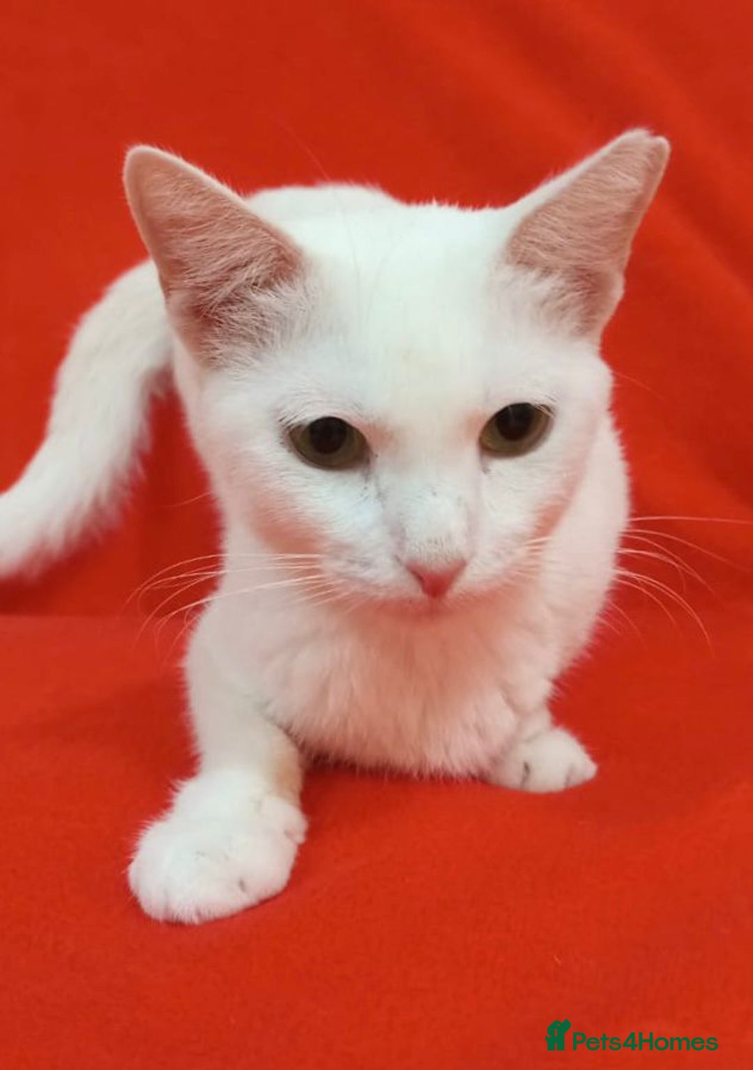 Arabian Mau cats for sale: Lola is waiting for a new loving family - Image 4