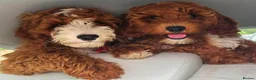 Australian Labradoodle dogs for sale: ***MR BRINKLEY'S PUPPIES*** - Advert 8