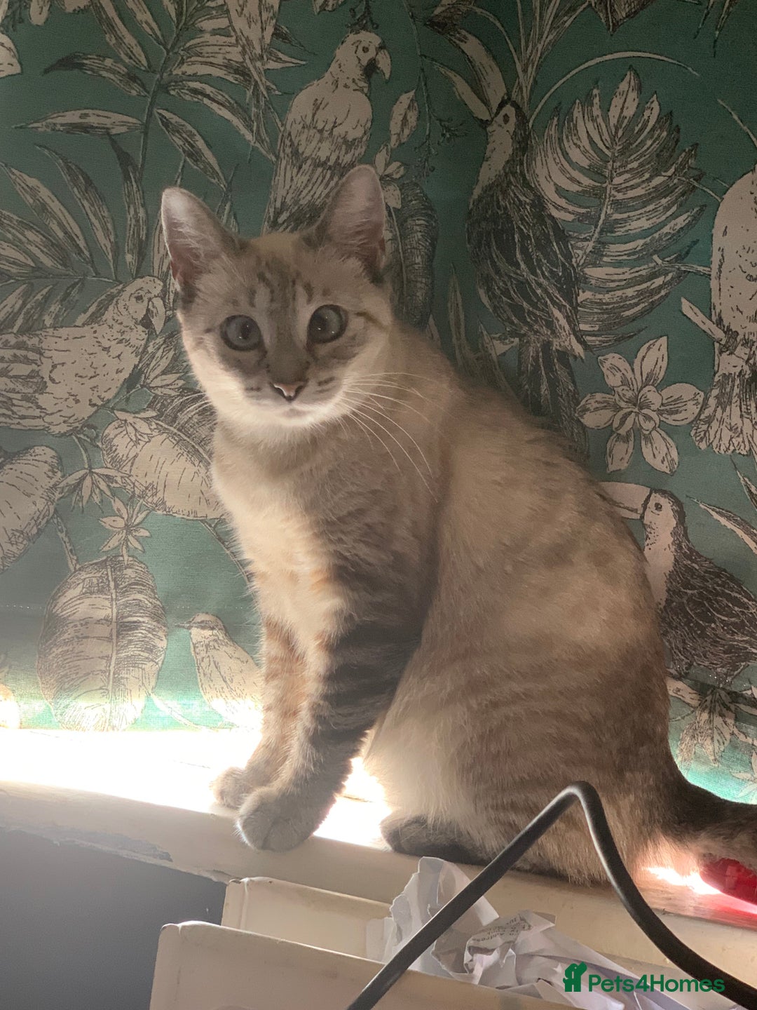 Siamese cats for sale: Beautiful Siamese Looking for a Loving Home  - Advert 13