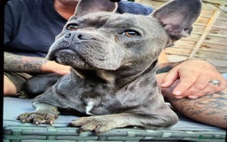 Mixed Breed dogs for sale: French staffys - Image 16