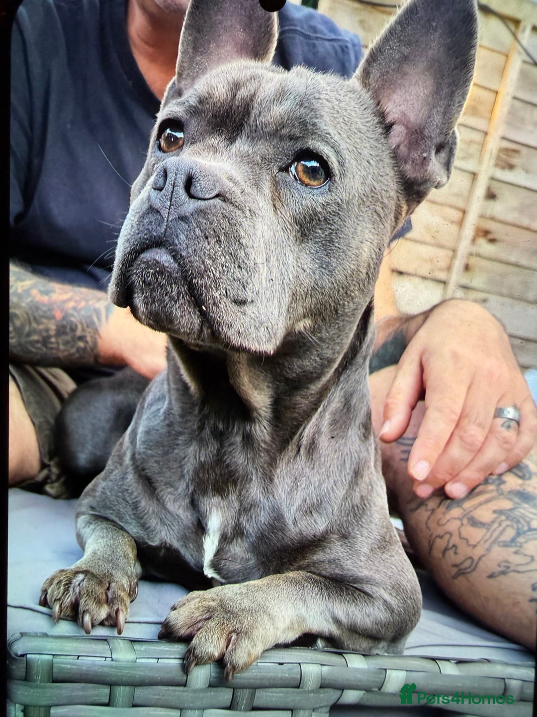 Mixed Breed dogs for sale: French staffys - Image 16