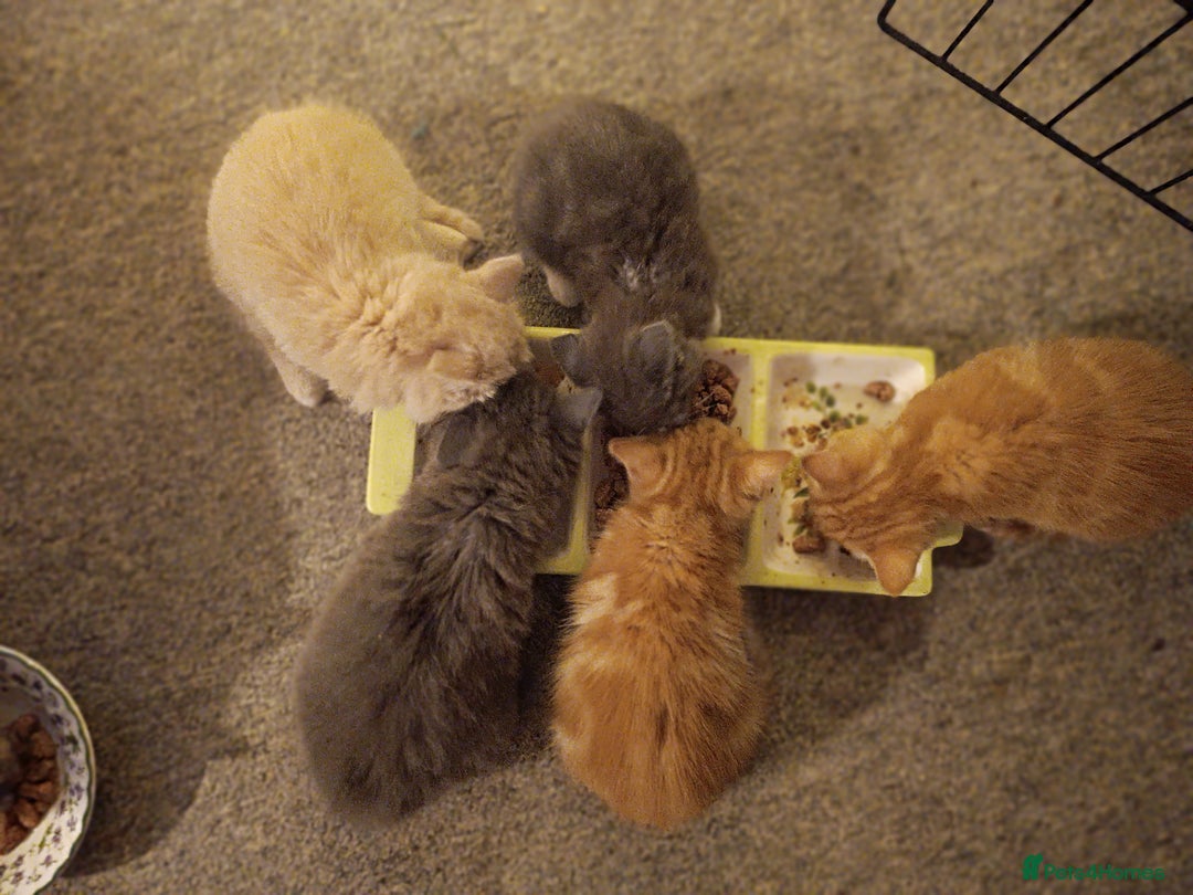 Ragdoll cats for sale: Gorgeous ragdoll X breed kitties  - Advert 8