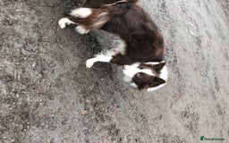 Border Collie dogs for stud: Stunning red working collie health tested proven in Dunblane - Image 9