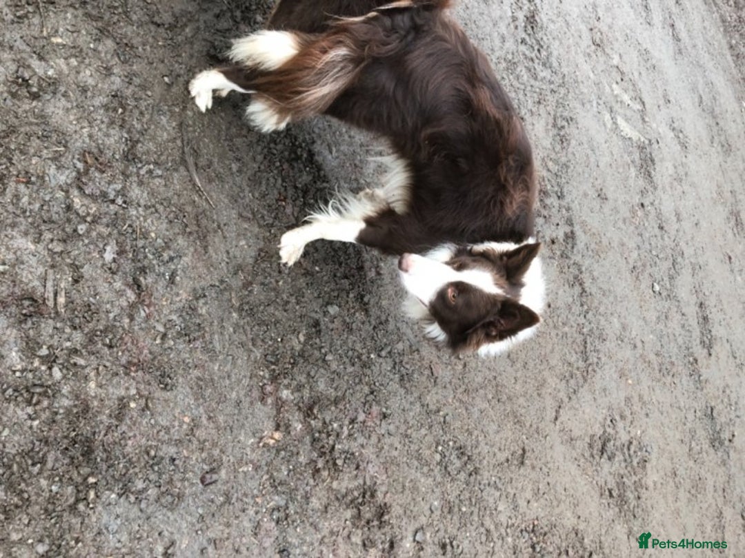 Border Collie dogs for stud: Stunning red working collie health tested proven in Dunblane - Image 9