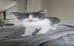 Russian Blue cats for sale: Last little lady  in Waltham Abbey - Image 3