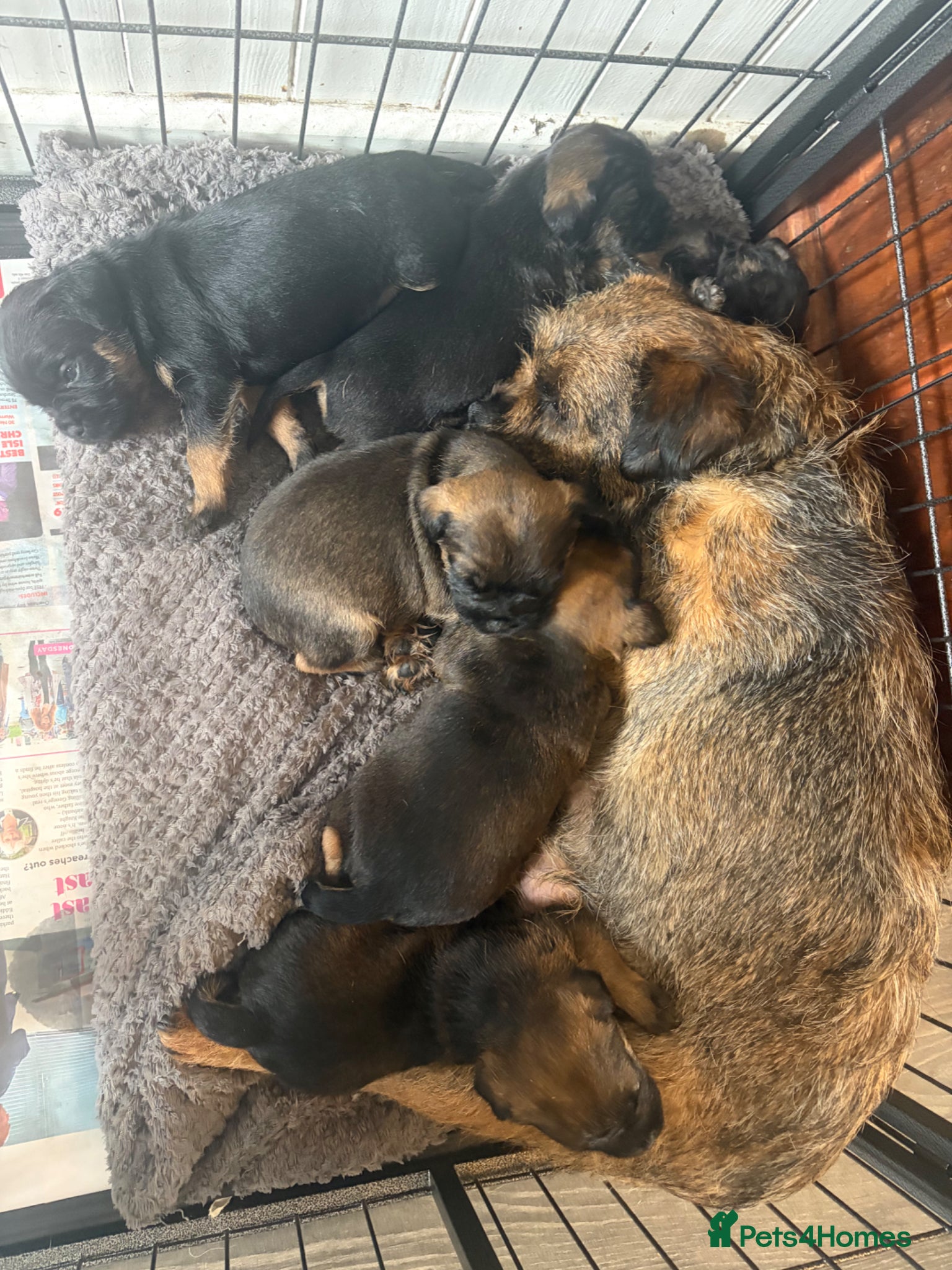 Border Terrier dogs KC Pedigree Border Terrier Pups - Advert 2
